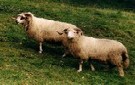 ovce Valaka