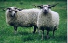 ovce Valaka